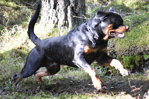 Deminas Jethro